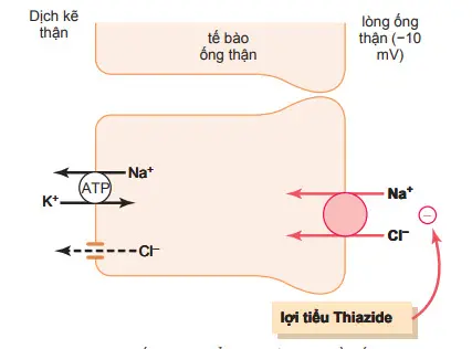 Cơ chế vận chuyển natri clorid ở đầu ống lượn xa