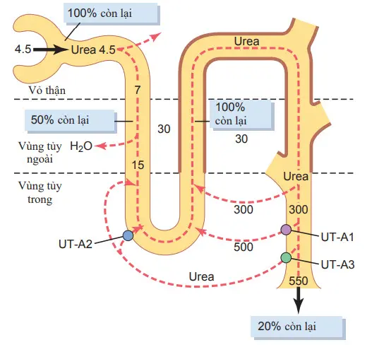 Sự tái tuần hoàn của urê tái hấp thu từ ống góp vùng tủy vào dịch kẽ