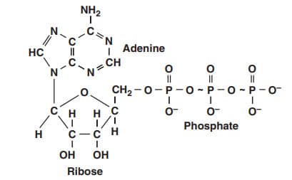 Adenosine triphosphate