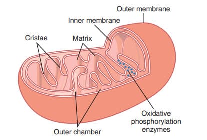 Cấu trúc của một ty thể