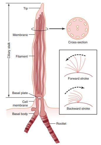 Cấu trúc và chức năng của cilium