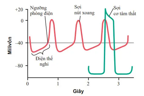 Nhịp điệu phóng điện của một sợi nút xoang