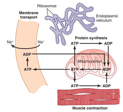 Sử dụng adenosine triphosphate (ATP; hình thành trong ty thể)