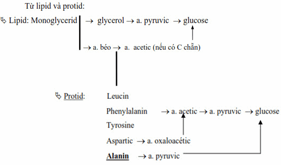 Các acid amin khác như: glycin, serin, cystein, threonin, valin, glutamic cũng đều có khả năng sinh đường