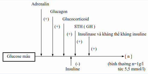 Hệ thống điều hoà cân bằng glucose máu