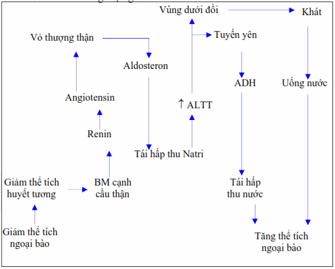 Mối liên quan giữa điều hòa thẩm thấu và điều hòa thể tích