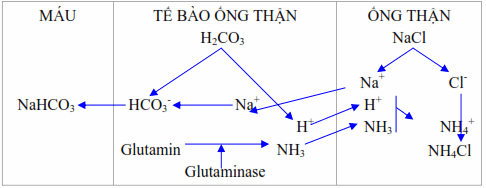 Thận thải H+ dưới dạng ion amoni