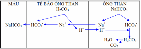 Thận tái hấp thu hoàn toàn Natri bicarbonat