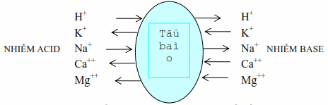Trao đổi ion giữa nội và ngoại bào để điều hoà pH