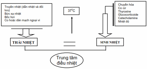 Sơ đồ về sự cân bằng thân nhiệt