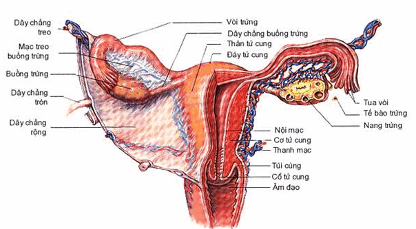 Vòi trứng và tử cung