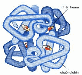 Cấu tạo phân tử hemoglobin