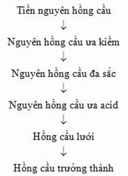 Quá trình biệt hoá dòng hồng cầu