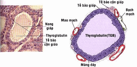Nang giáp