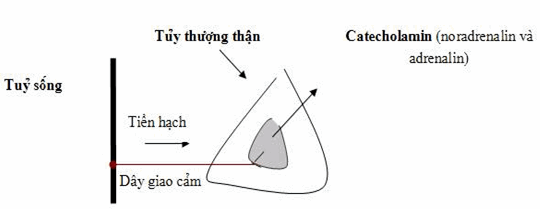 Thần kinh giao cảm chi phối tủy thượng thận chỉ có sợi tiền hạch, các catecholamin được giải phóng vào máu như những hormo