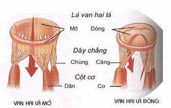 Cơ tim và Hệ thống van hai lá.