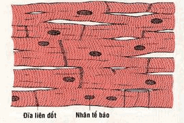Sợi cơ tim.
