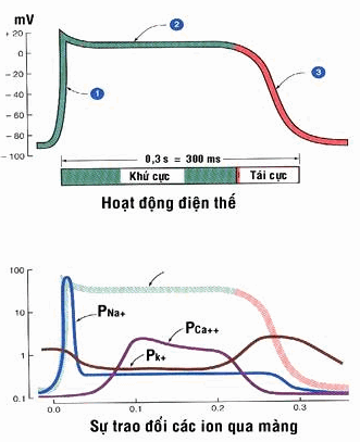 Hoạt động điện thế của sợi cơ thất.