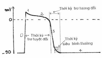 Điện thế hoạt động của tế bào cơ tim và các thời kỳ trơ.