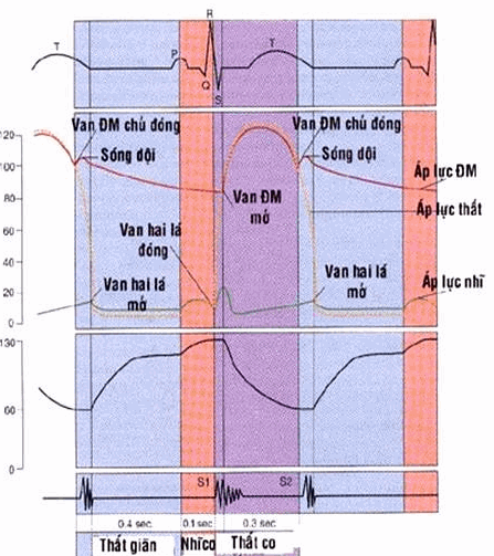 Liên quan giữa tâm động đồ, điện tâm đồ, thể tích thất trái và tâm thanh đồ.