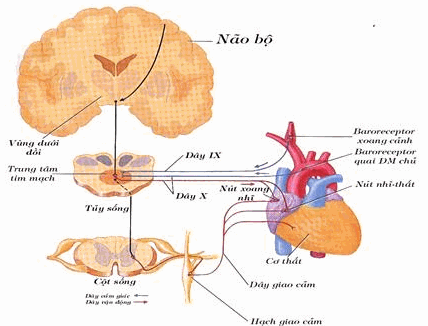 Hệ thần kinh thực vật chi phối tim và phản xạ baroreceptor giúp điều hòa huyết áp