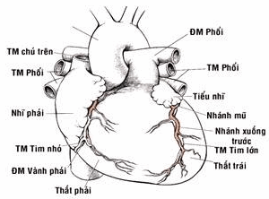 Động mạch vành và các nhánh