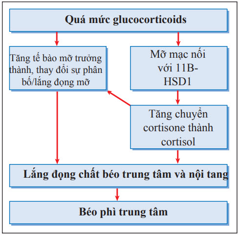 Cơ chế béo phì trung tâm trong hội chứng Cushing