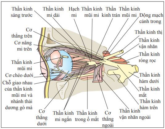 Giảỉ phẫu các thành phần trong hốc mắt