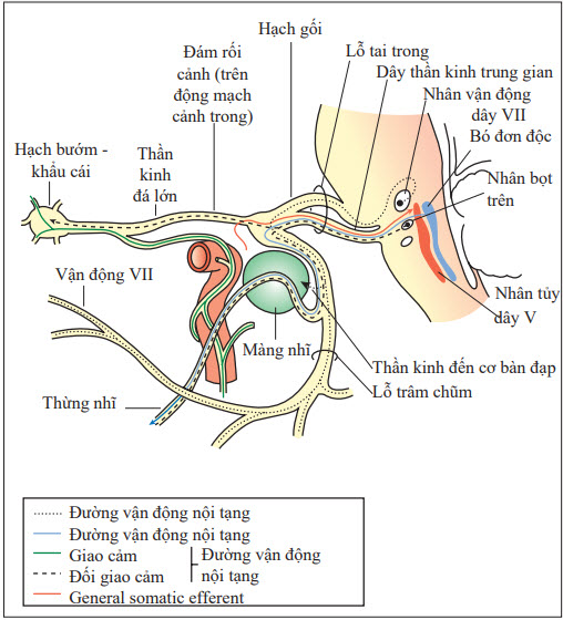 Giải phẫu chức năng của thần kinh mặt