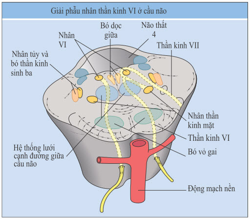 Giải phẫu của nhân vận nhãn ngoài và bó thần kinh mặt