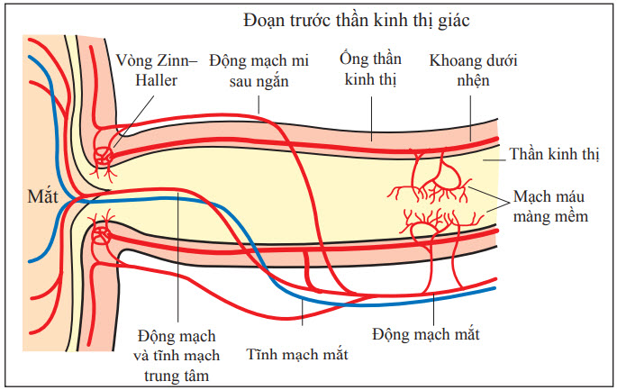 Giải phẫu động mạch cấp máu cho đoạn trước thần kinh thị