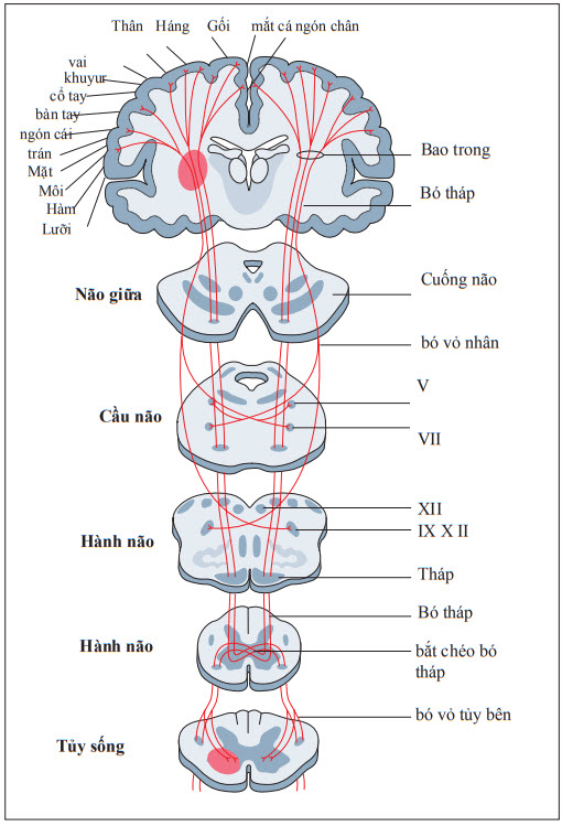 Giải phẫu neuron vận động trung ương