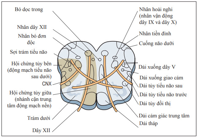 Nhân và các dải ở thân não bị tổn thương trong hội chứng tủy bên