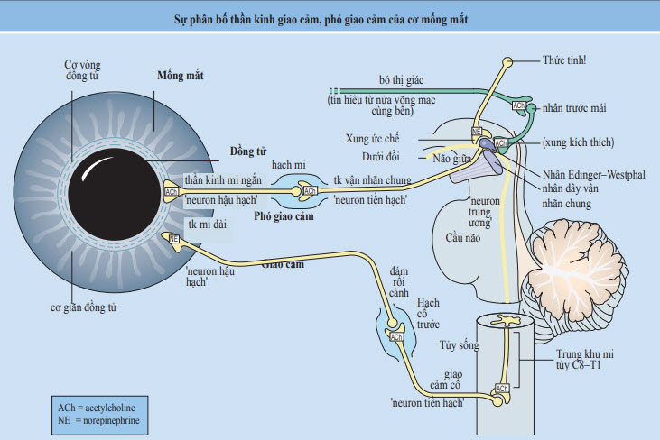 Sự phân bố thần kinh giao cảm, phó giao cảm của cơ mống mắt