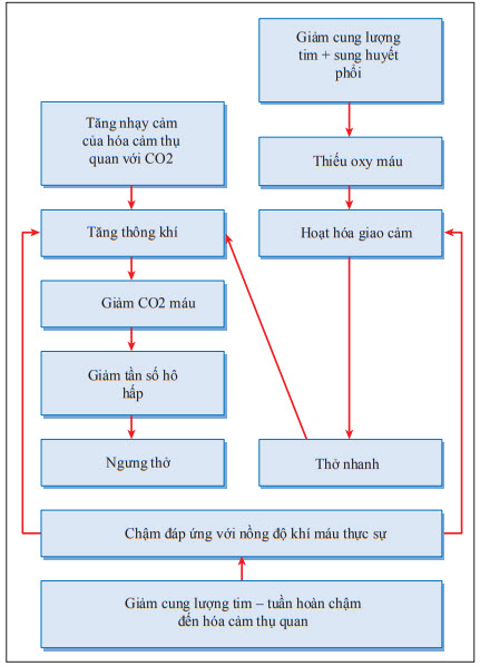 Biểu đồ kiểu thở Cheyne–Stokes