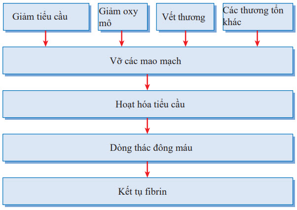Cơ chế đốm roth