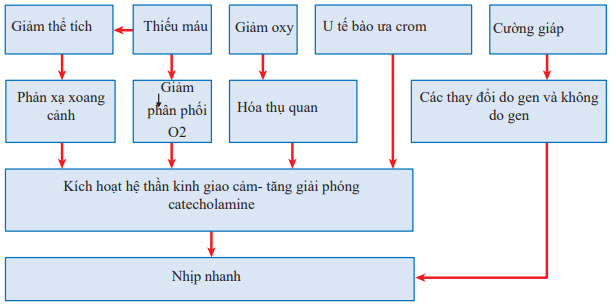 Cơ chế nhịp nhanh